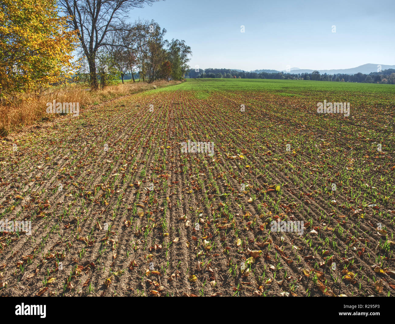 Seed groove hi-res stock photography and images - Alamy