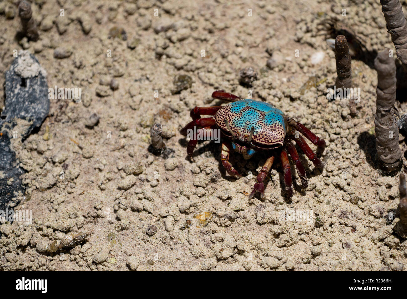 Fiddler Crab (Uca tetragonon) without fully grown claws, Curieuse Island, Seychelles Stock Photo