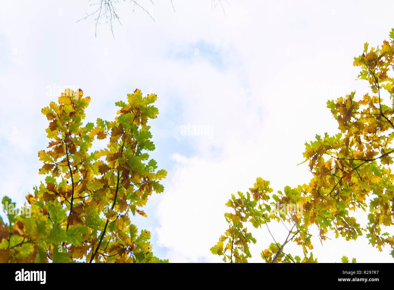 autumn background with maple leaves Stock Photo - Alamy