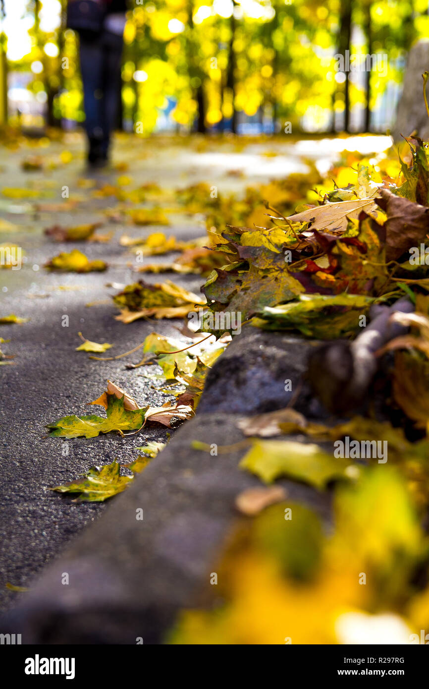 autumn background with maple leaves Stock Photo - Alamy