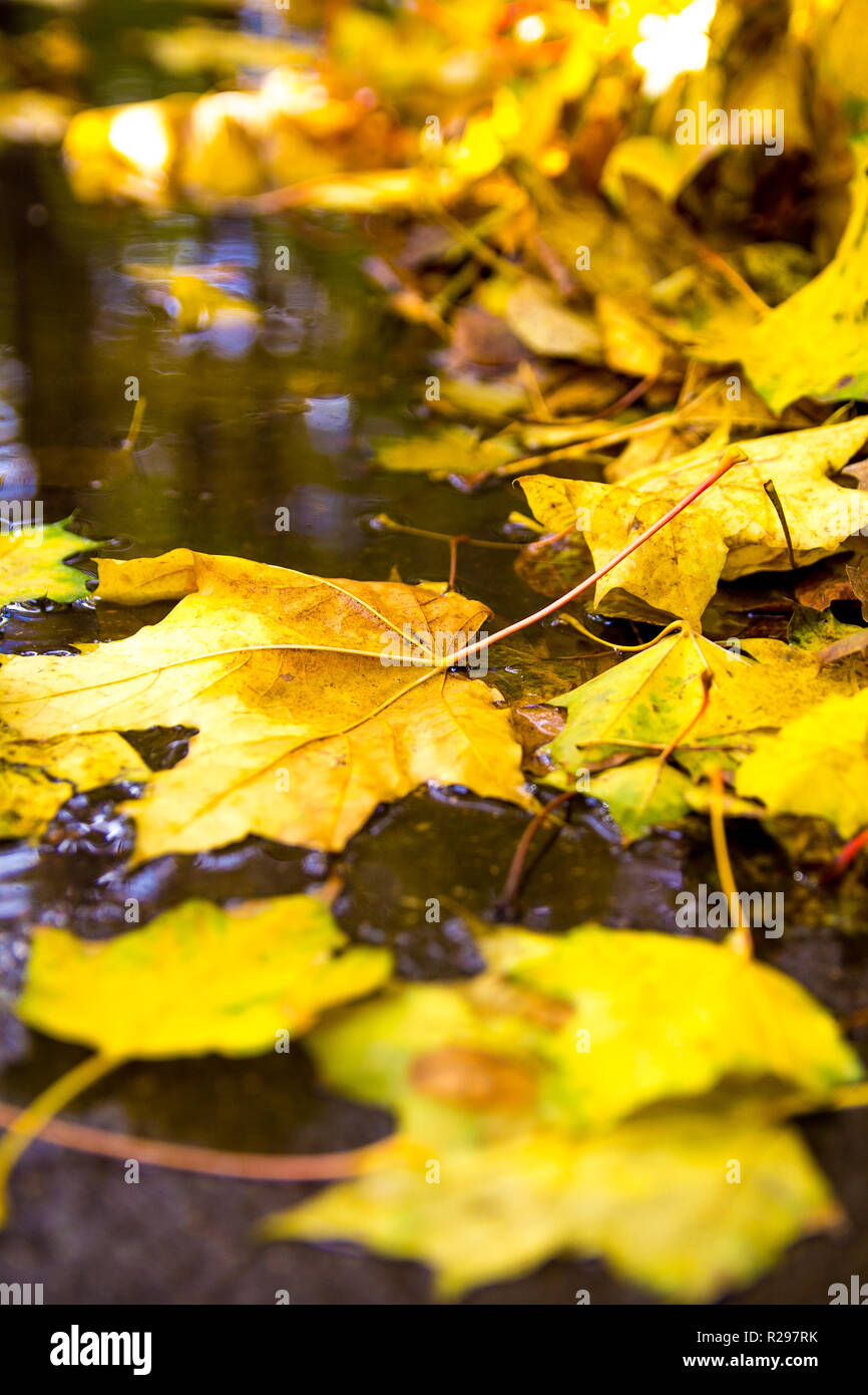 autumn background with maple leaves Stock Photo - Alamy