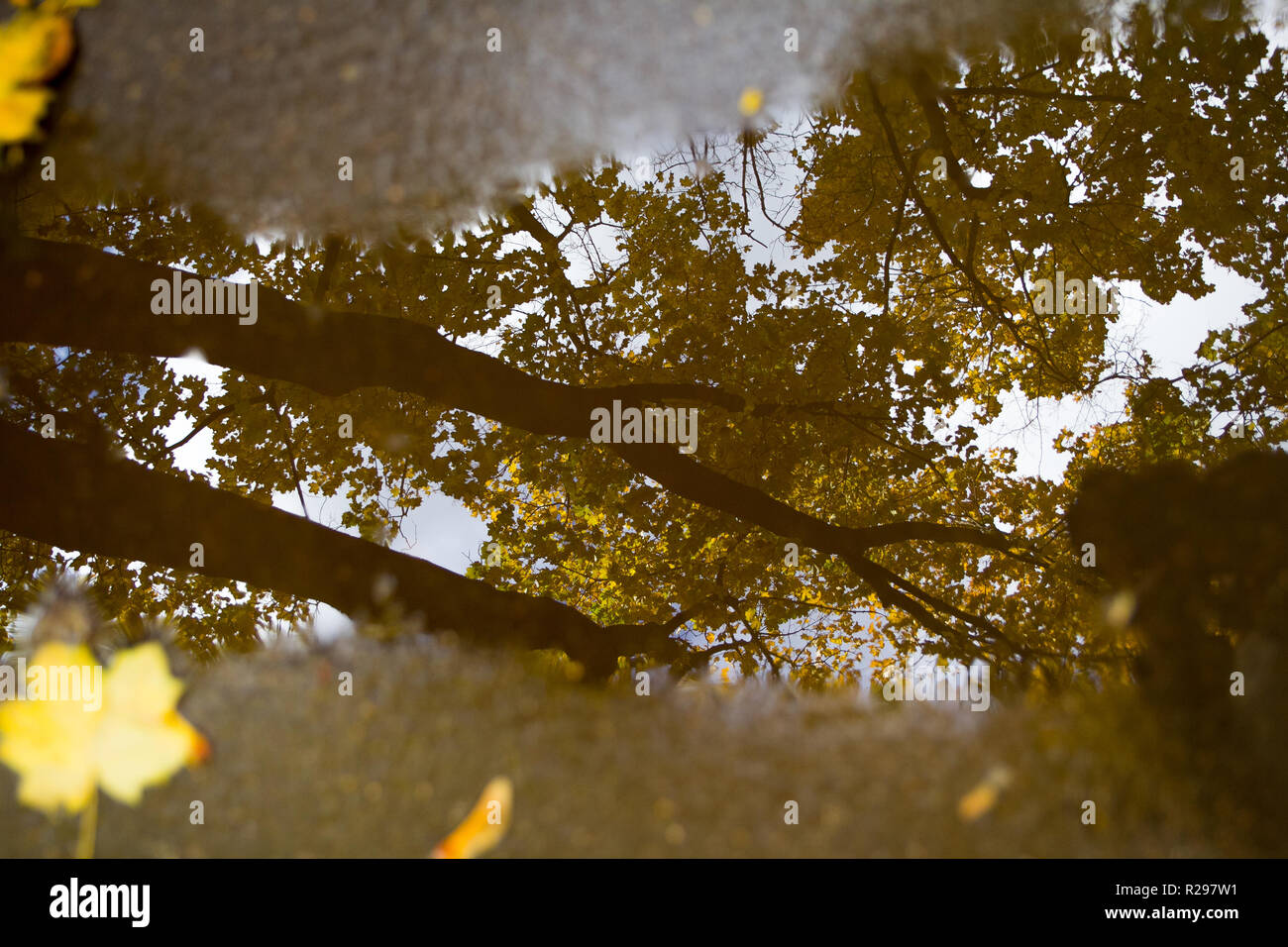 autumn background with maple leaves Stock Photo - Alamy
