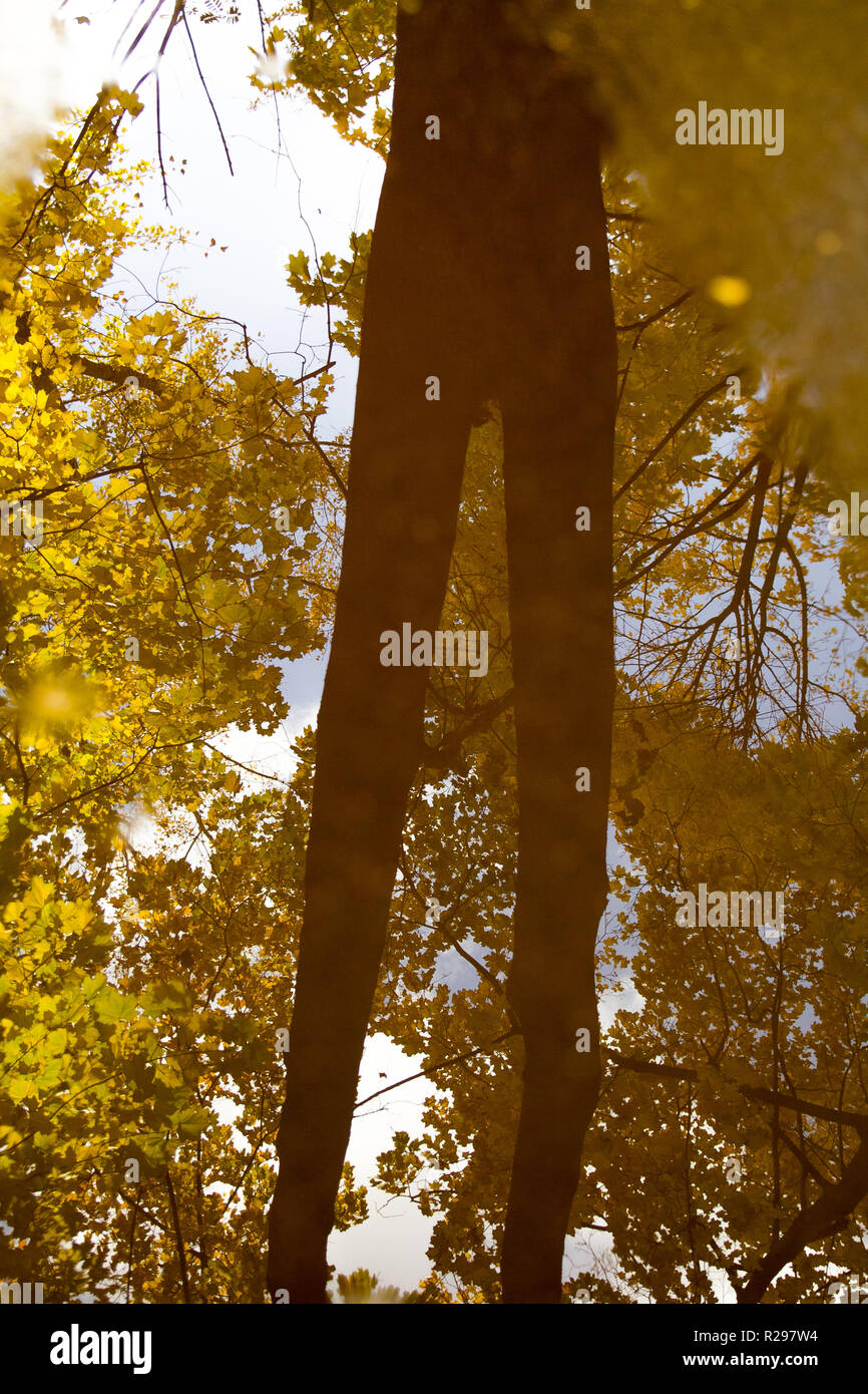 autumn background with maple leaves Stock Photo - Alamy