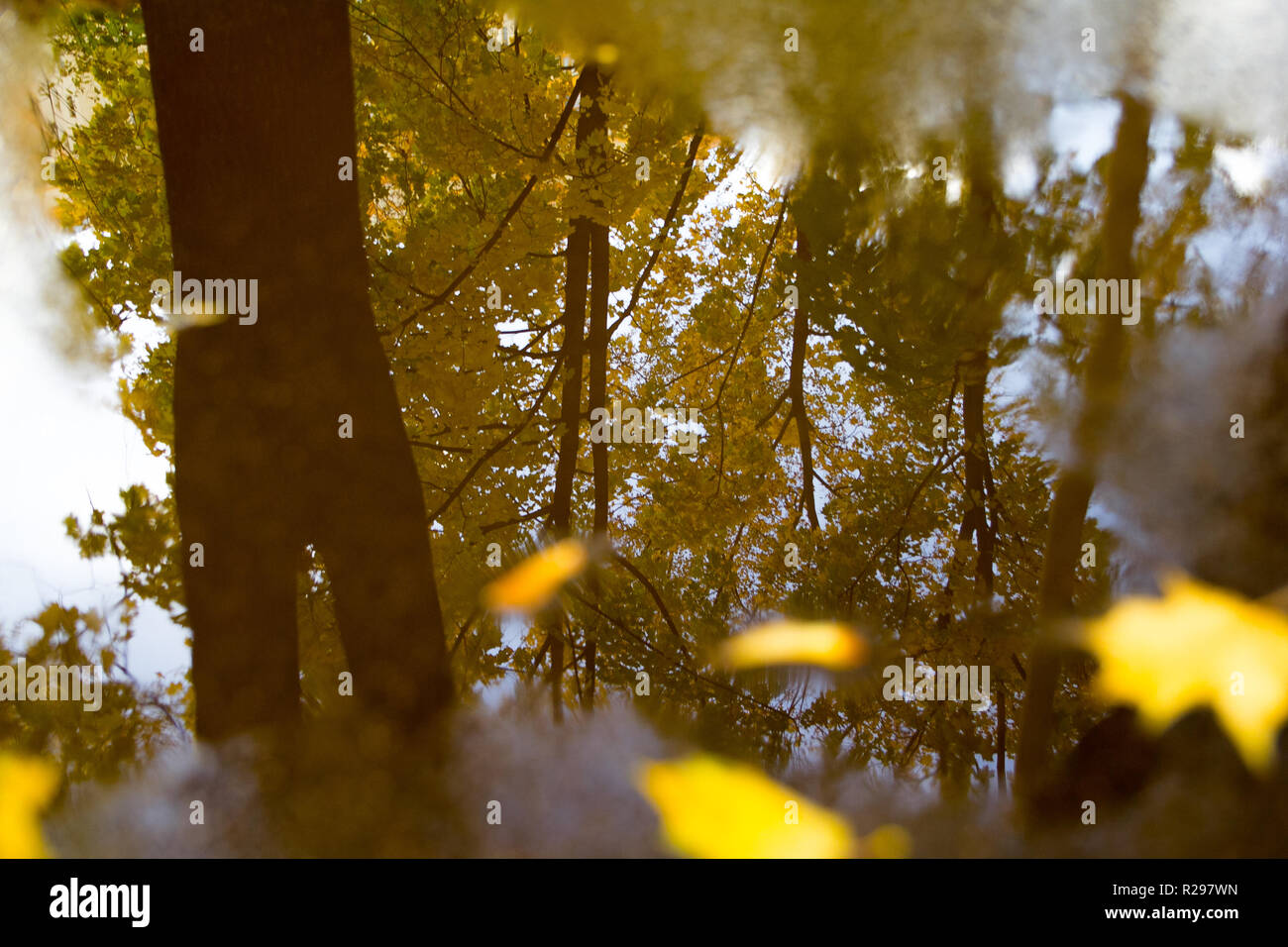 autumn background with maple leaves Stock Photo - Alamy