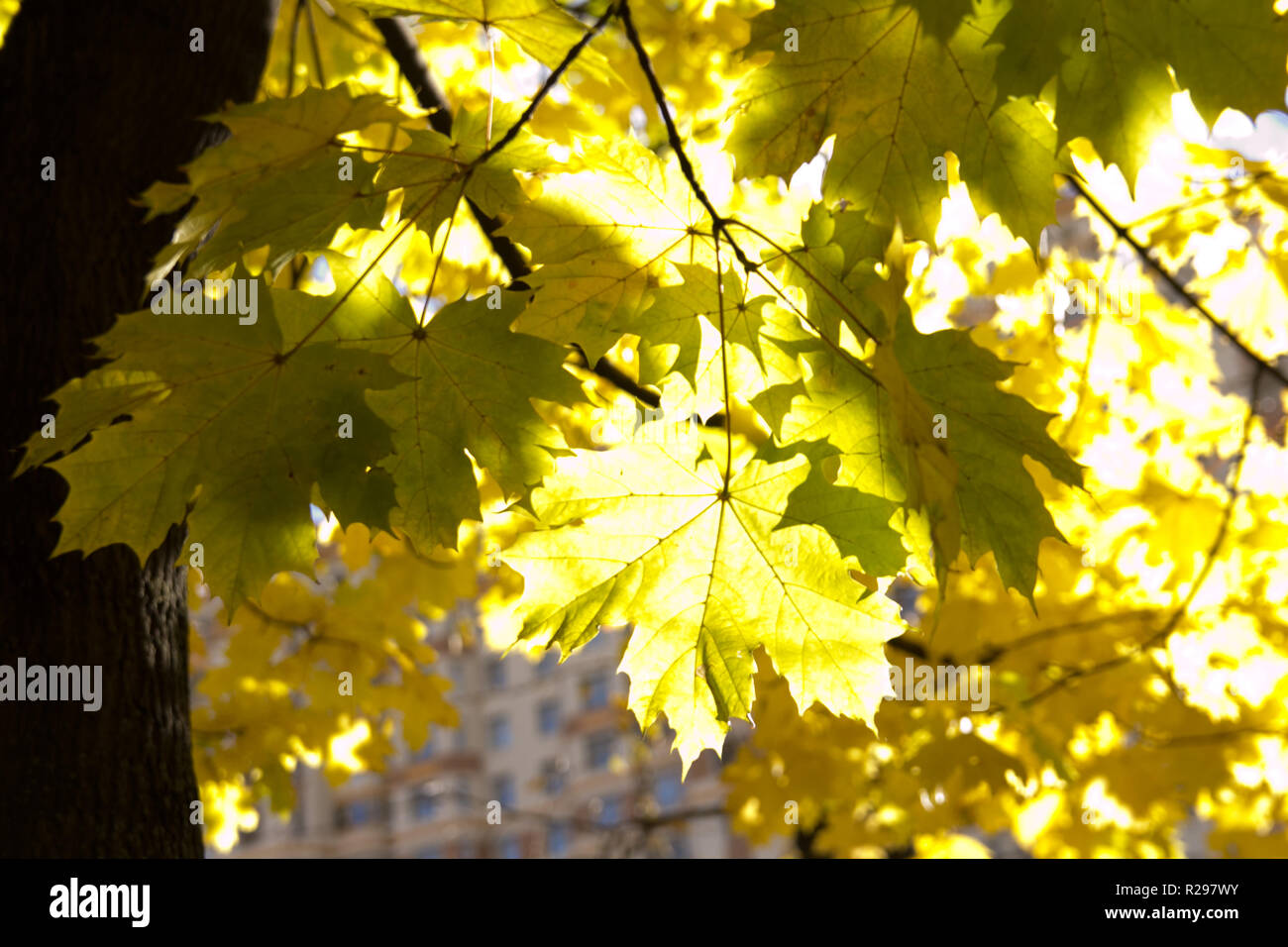 autumn background with maple leaves Stock Photo - Alamy
