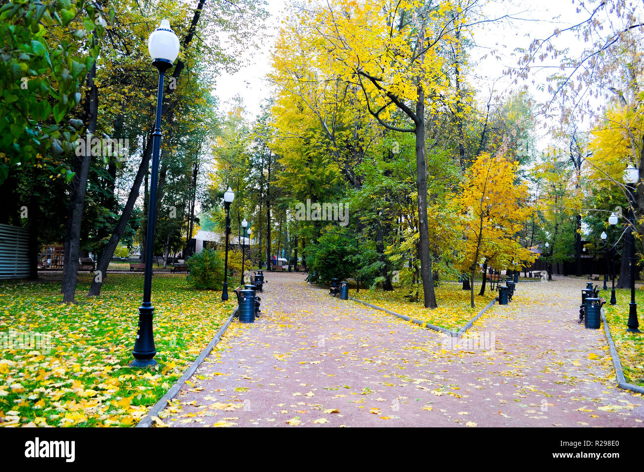 Colorful leaves in the autumn in the park Stock Photo - Alamy