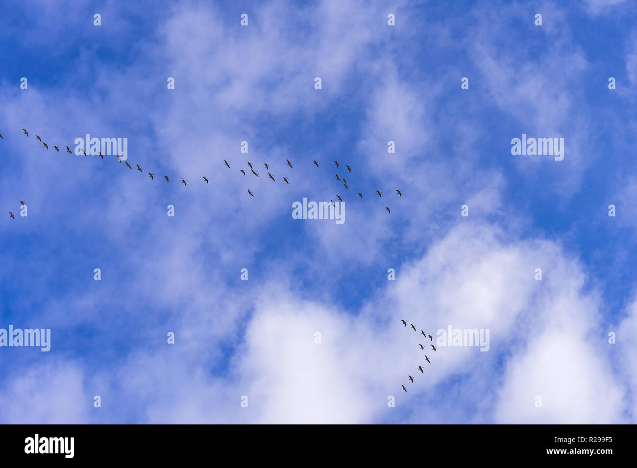 Flying birds in blue sky Stock Photo - Alamy