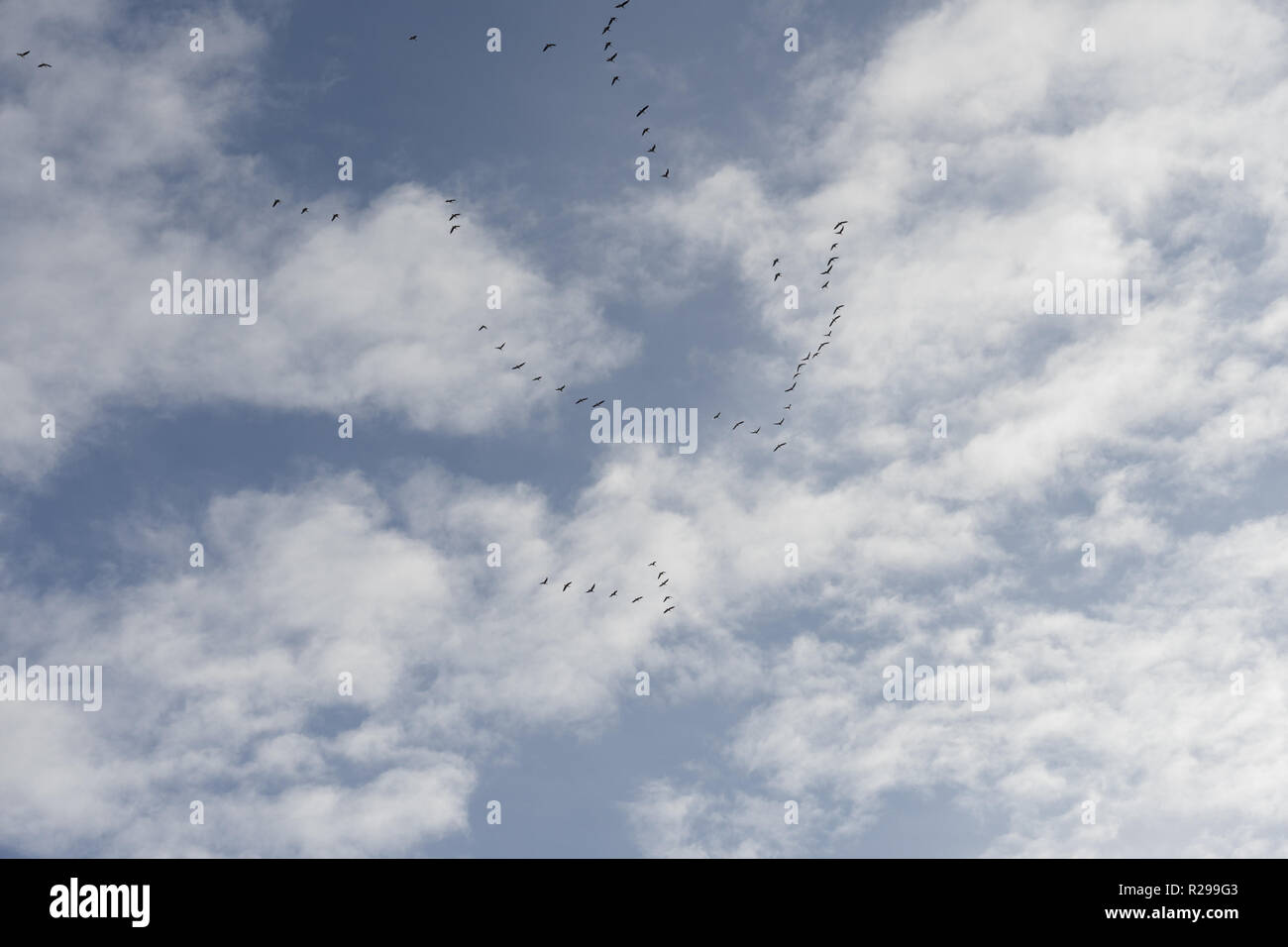 Flying birds in blue sky Stock Photo - Alamy