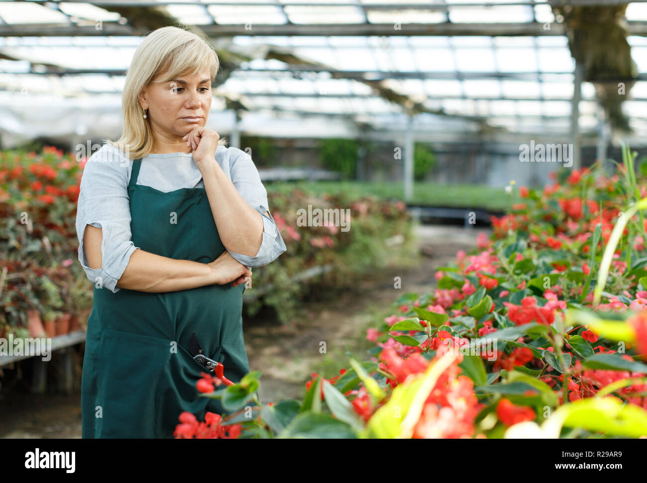 Portrait of mature female gardener working with begonia plants in ...