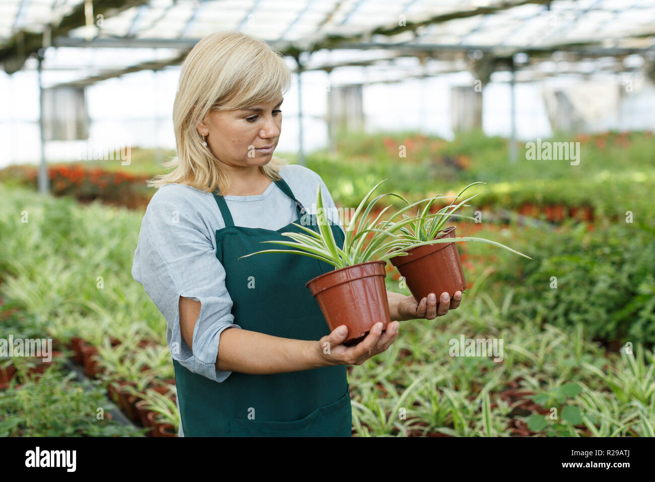 Portrait of mature female gardener working with plant of cinta in pots ...