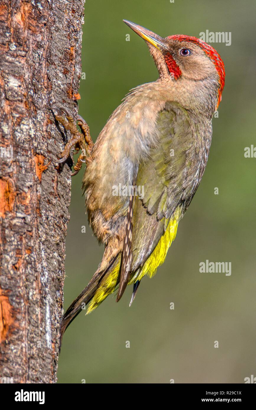 Male european green woodpecker perched on a branch. Stock Photo