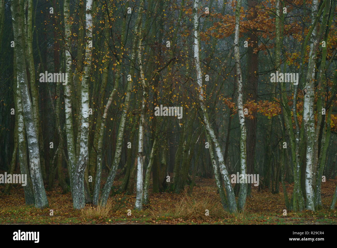 Silver Birch trees in autumn mist on Ashdown Forest Stock Photo