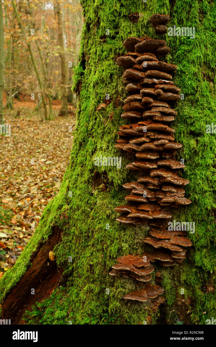 Bracket fungi growing on a moss covered tree stump Stock Photo - Alamy