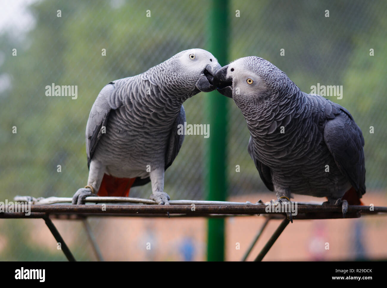 Adorable grey parrot in love, kissing bird Stock Photo