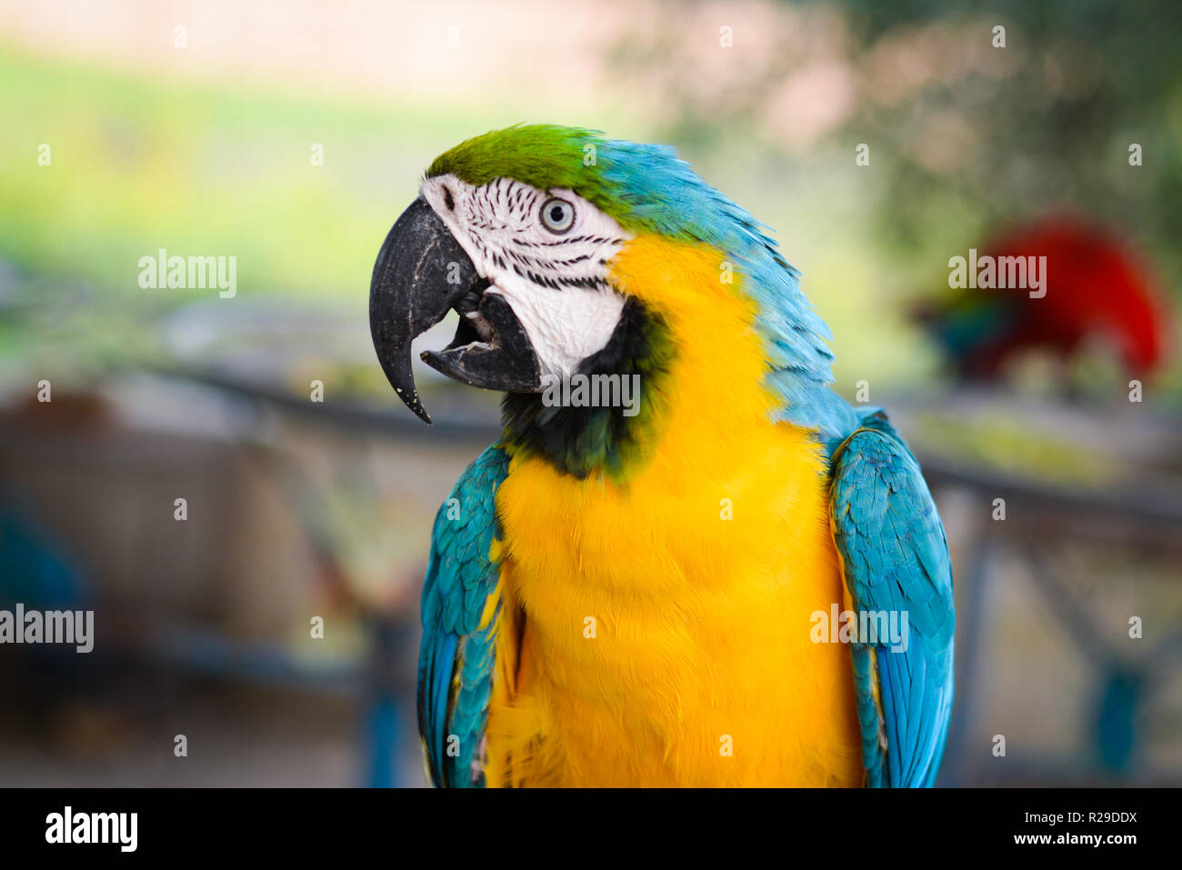Beautiful portrait of a blue and yellow macaw bird Stock Photo