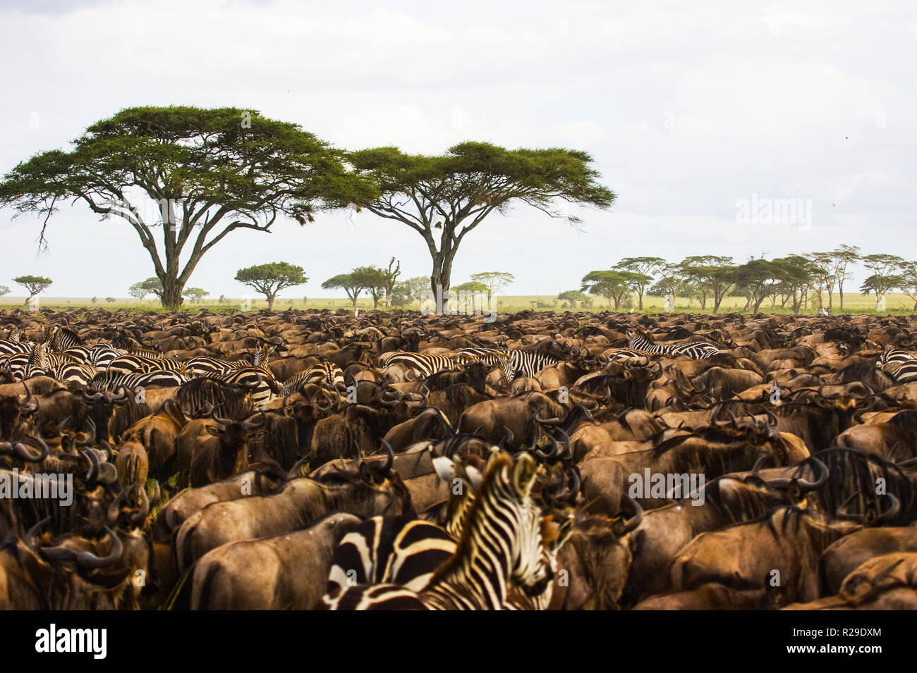 Tanzania Ngorongoro Conservation Area Lake Magadi Stock Photo