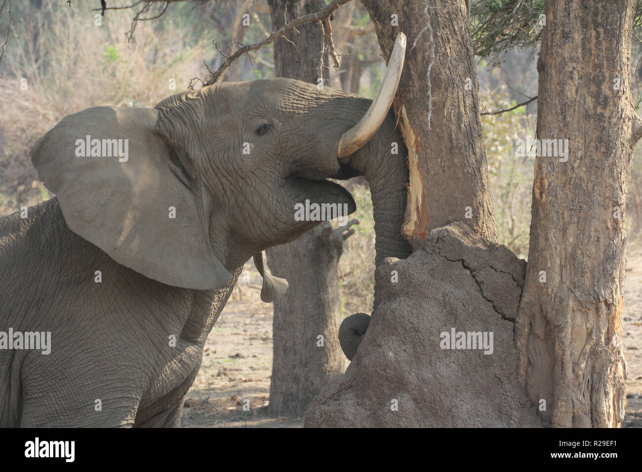 Elephant rubbing his tasks at a tree in Lower Zambesi Nationalpark Stock Photo