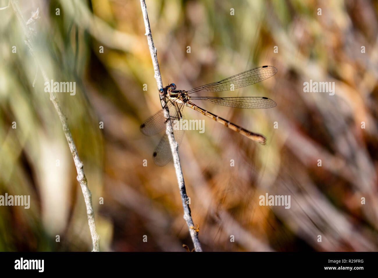 This is a picture of a dragonfly with its wings spread out and its hands holding on to a grayish stem. Stock Photo