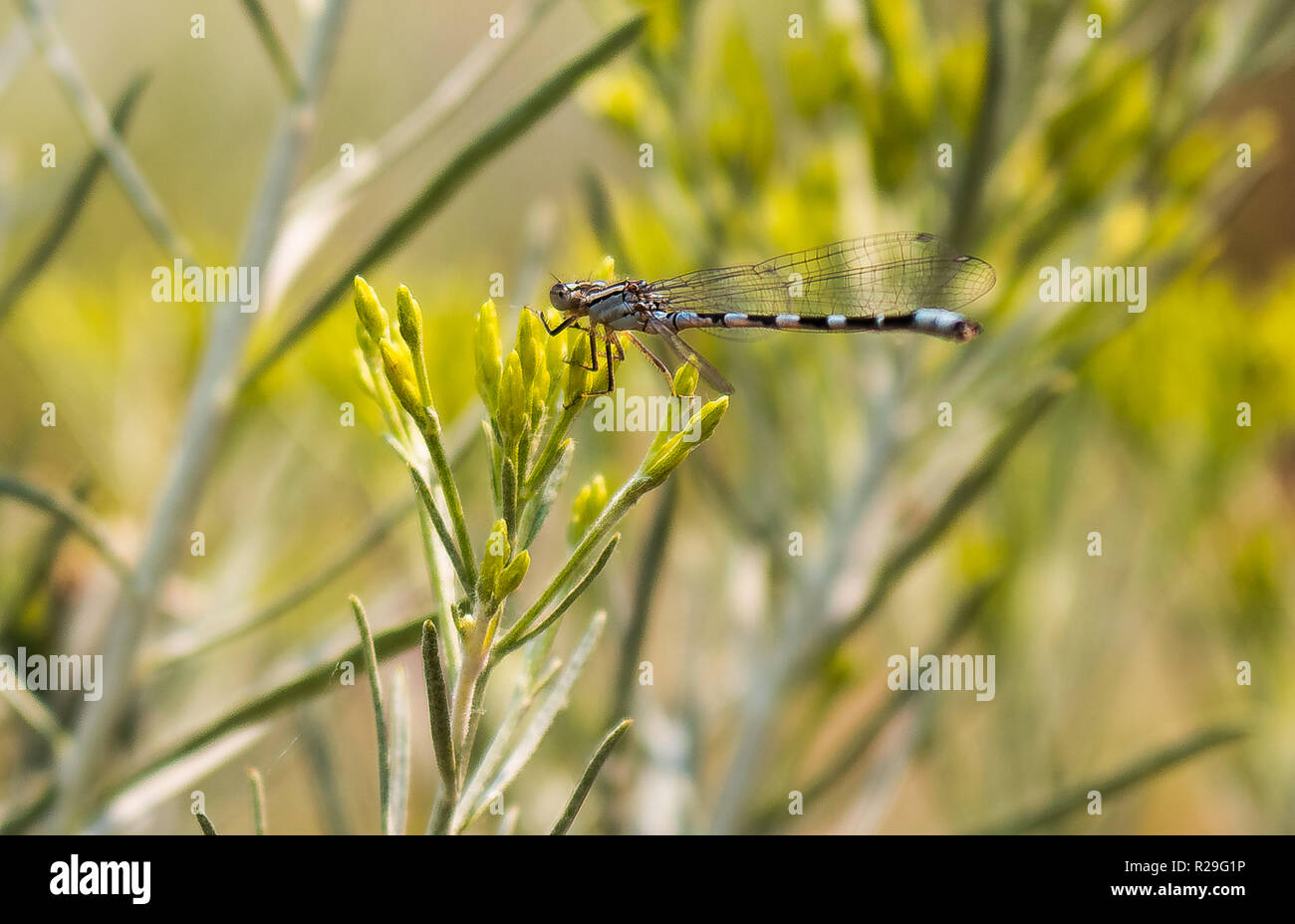 This is a picture of a blue and black dragonfly on a plant Stock Photo ...