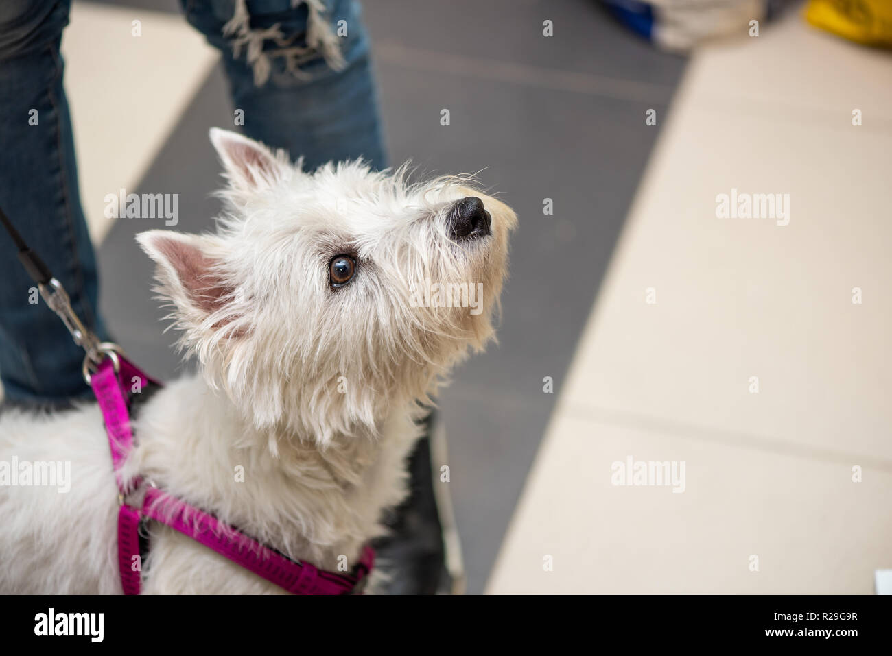 westie store