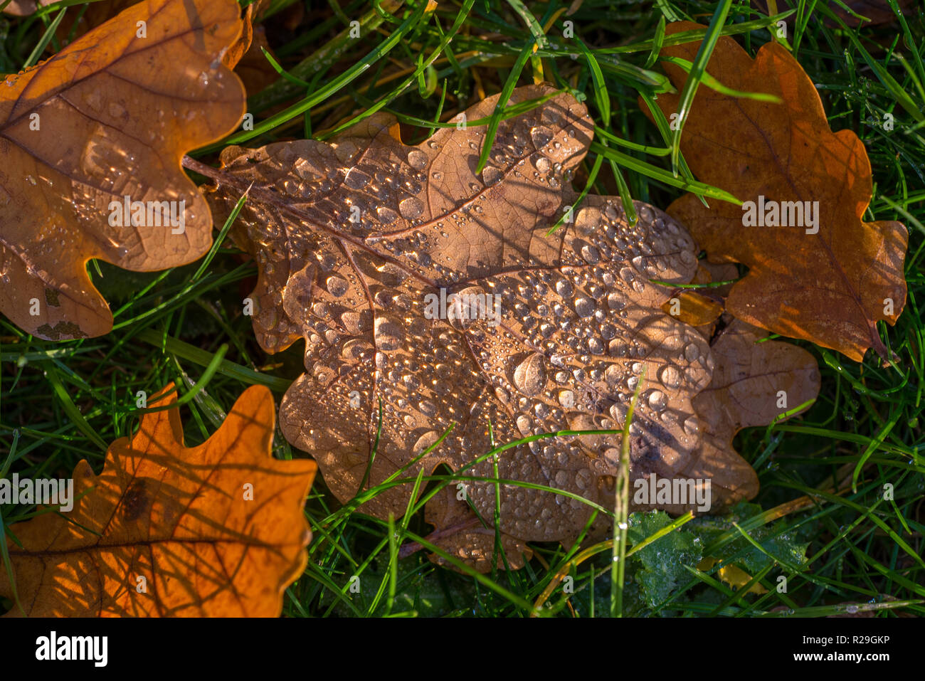 Autumn Fall Stock Photo