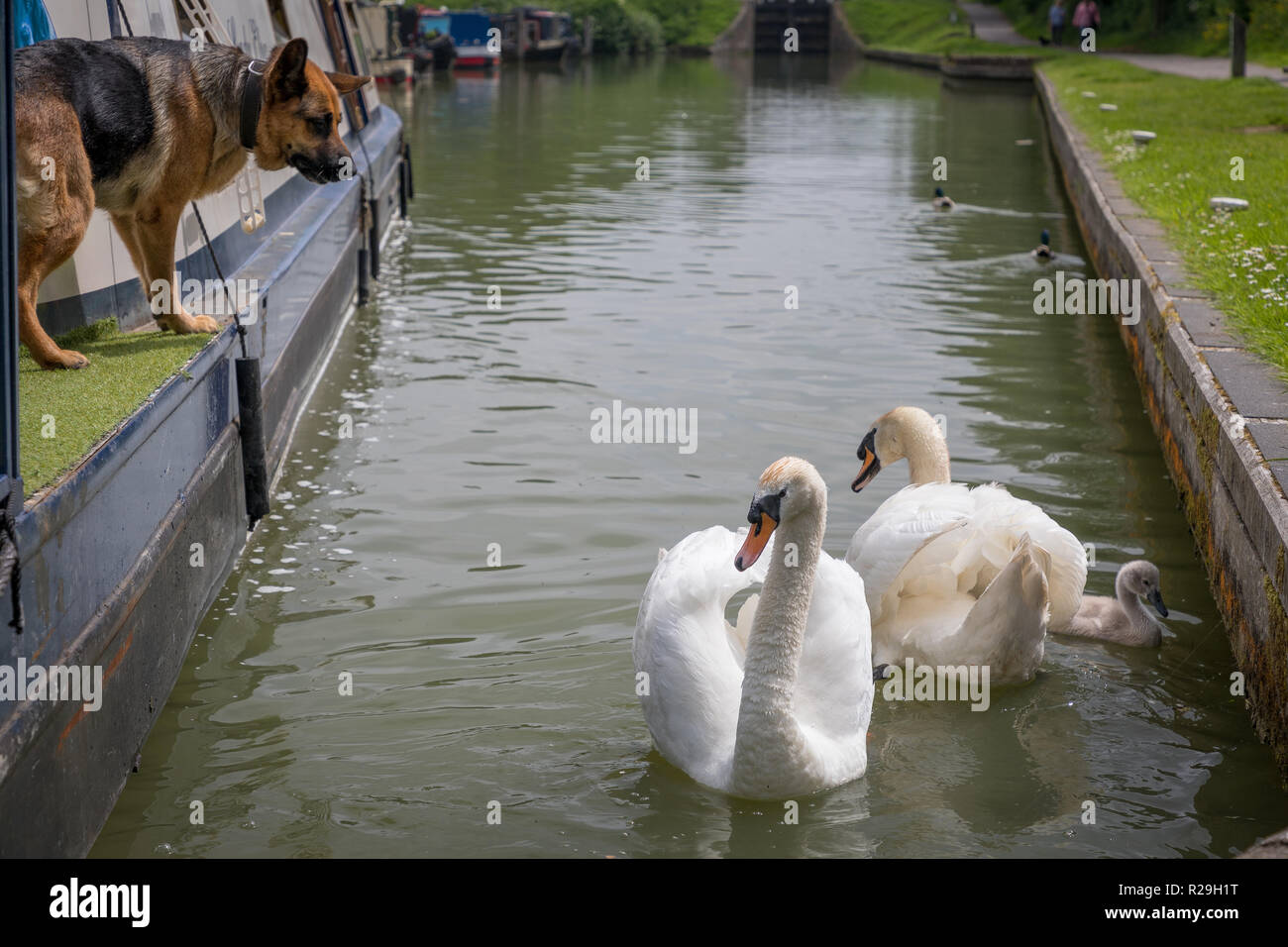 Alsation pet dog on narrow boat eyeing up the swans and signet on canal Stock Photo