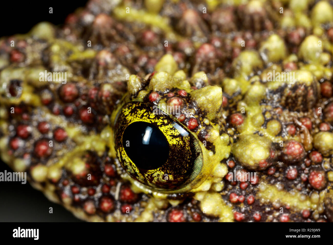 Vietnamese mossy frog (Theloderma corticale) Stock Photo