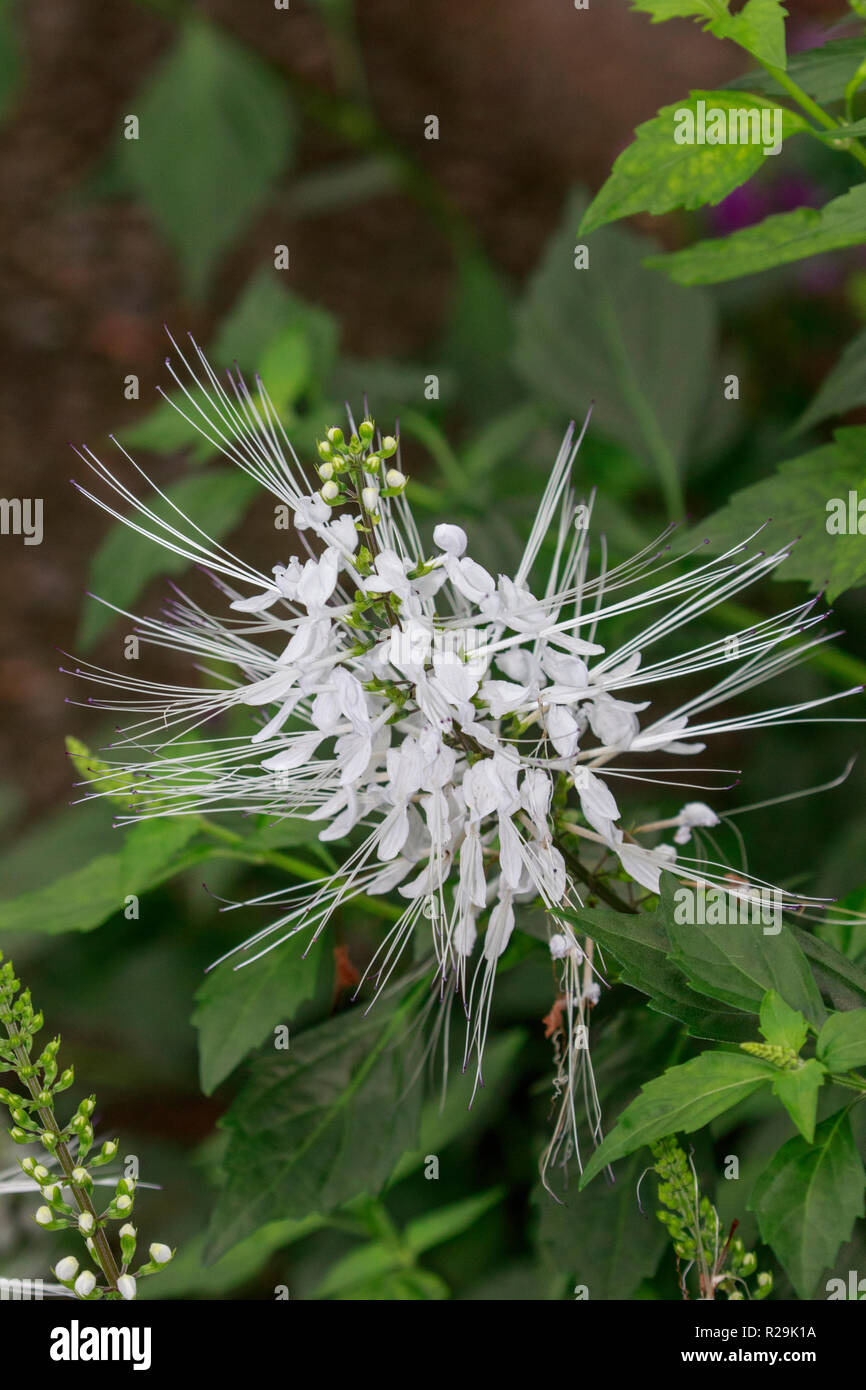 Cat's whiskers flowers (Orthosiphon aristatus) Stock Photo