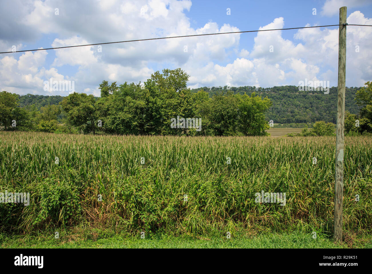 Roadside view of corn field with telephone lines in teh foregraound. Stock Photo