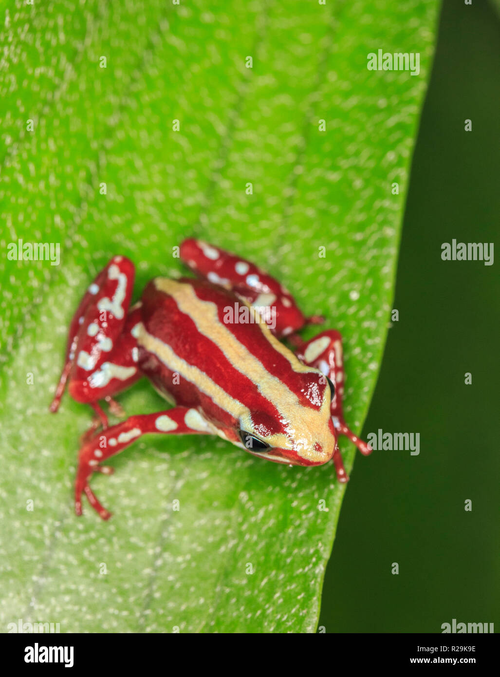 Phantasmal poison frog or phantasmal poison-arrow frog (Epipedobates tricolor)  on leaf Stock Photo