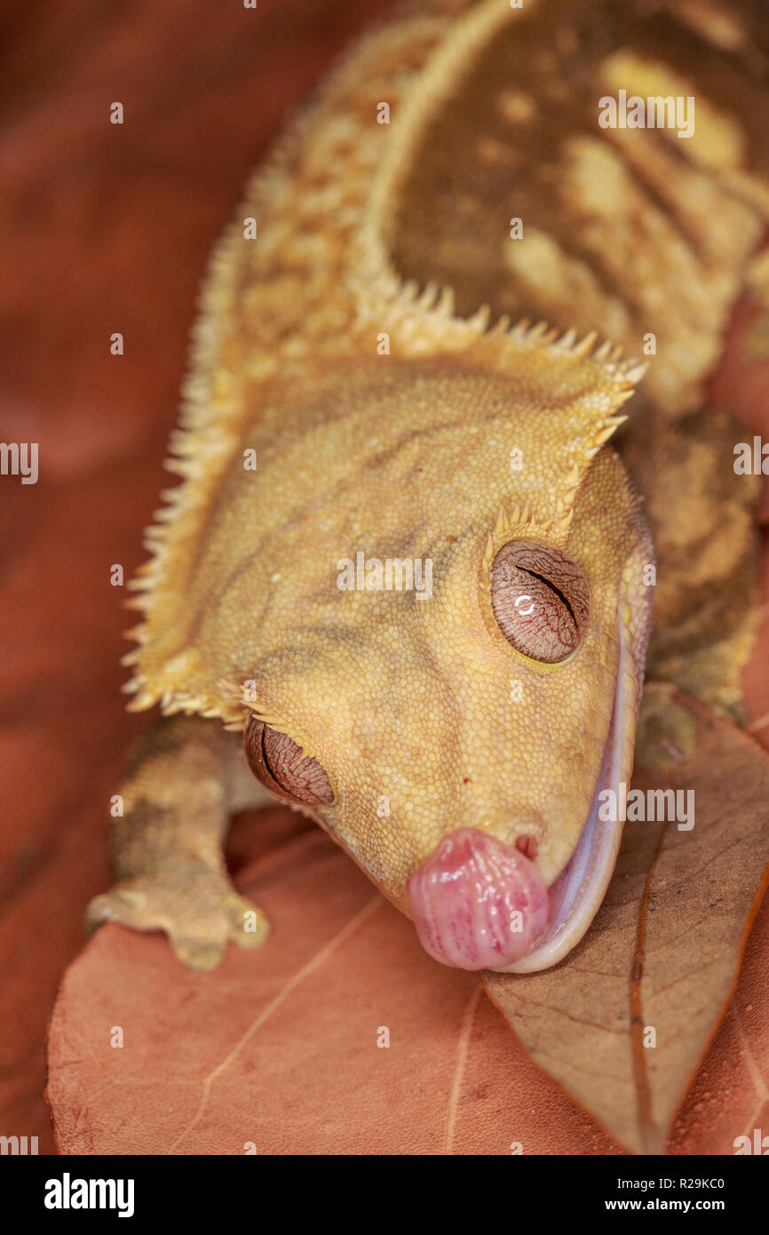 crested gecko (Correlophus ciliatus Stock Photo Alamy