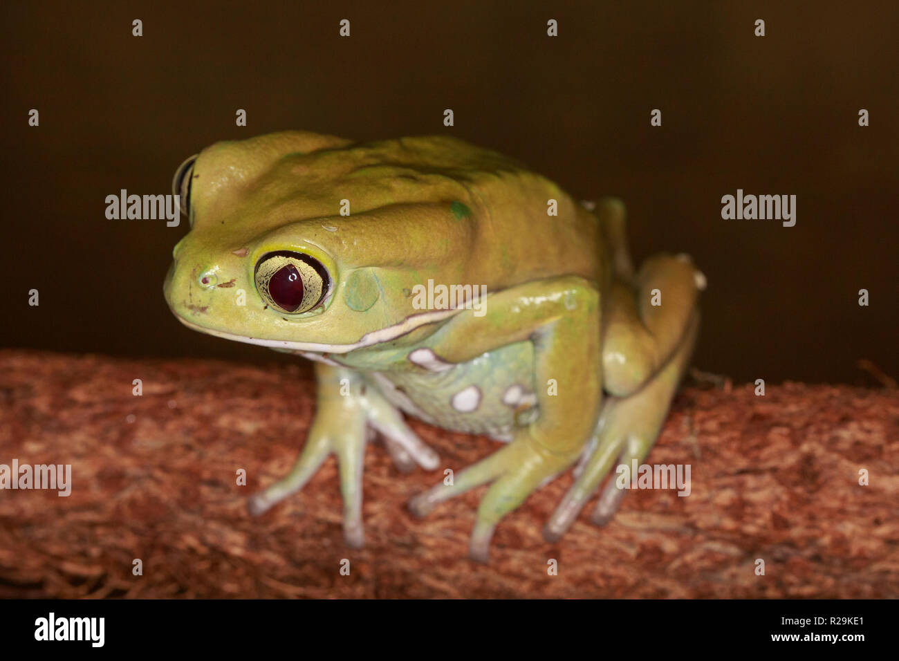Waxy tree frog (Phyllomedusa sauvagii ) on branch Stock Photo