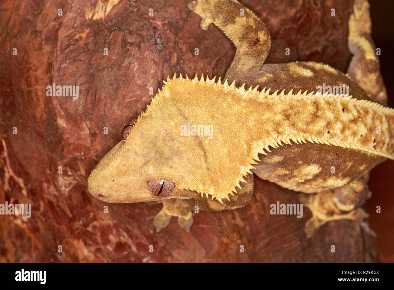 crested gecko (Correlophus ciliatus Stock Photo - Alamy