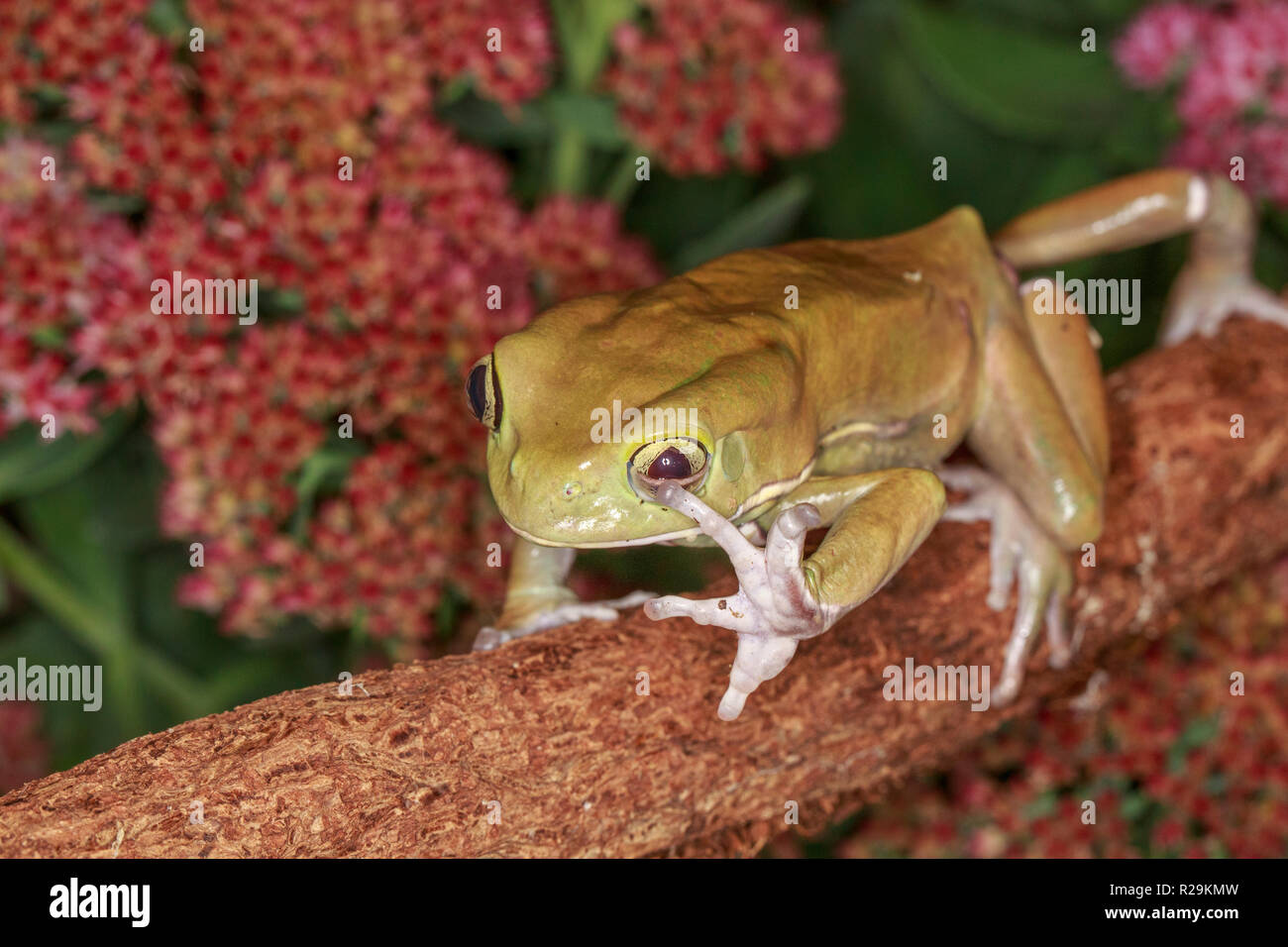 Waxy tree frog (Phyllomedusa sauvagii ) on branch Stock Photo