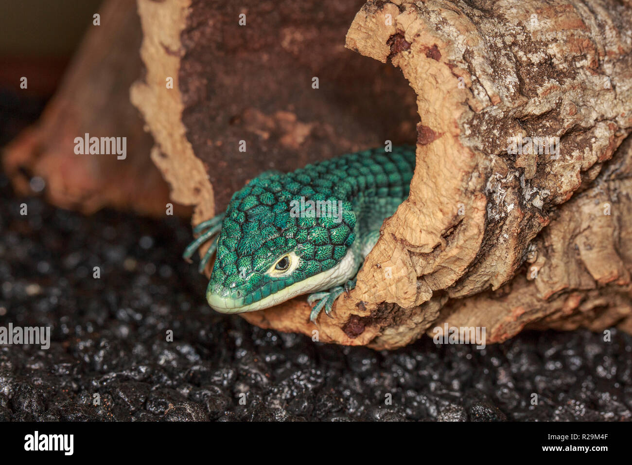 Arboreal Alligator lizard (Abronia graminea) Stock Photo