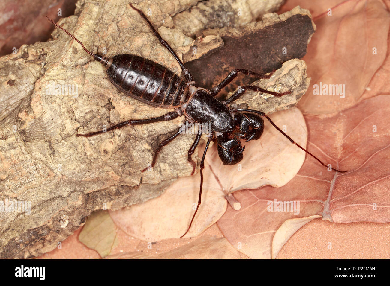 whip scorpion or vinegaroon (Thelyphonida sp Stock Photo Alamy