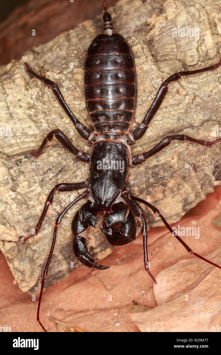 Vinegaroon Animal Facts AZ Animals, 60 OFF