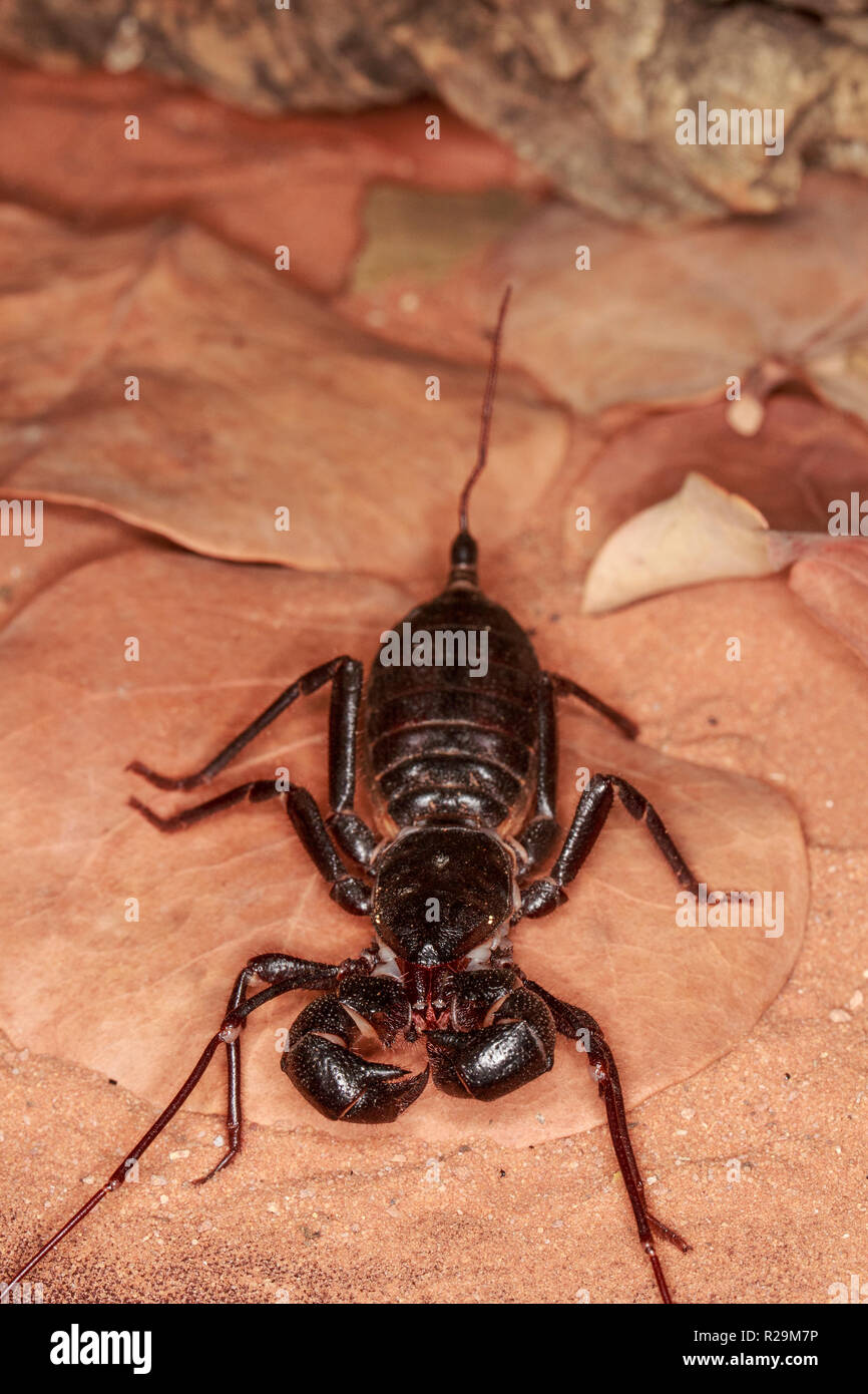 whip scorpion or vinegaroon (Thelyphonida sp Stock Photo Alamy