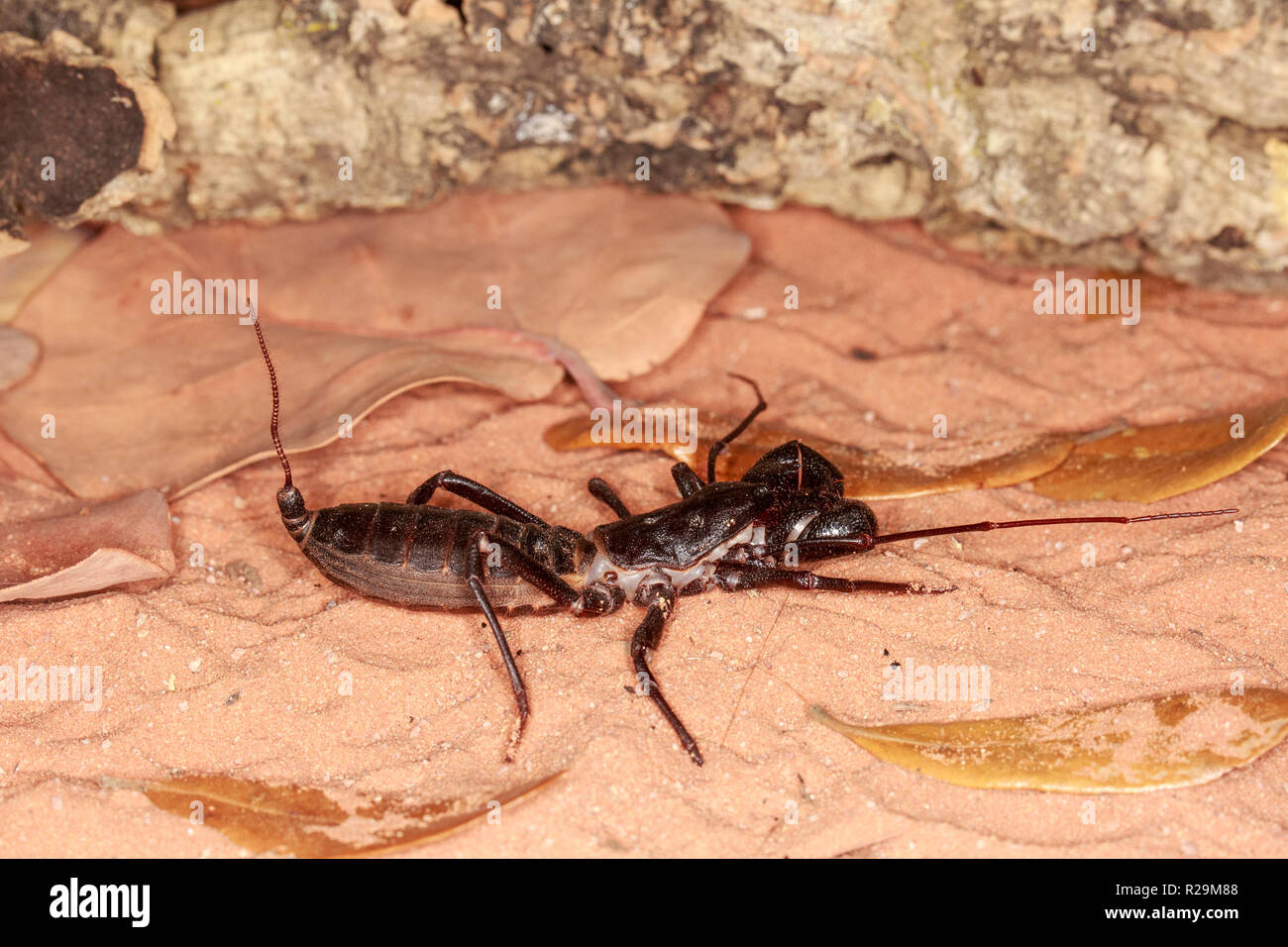 whip scorpion or vinegaroon (Thelyphonida sp Stock Photo Alamy