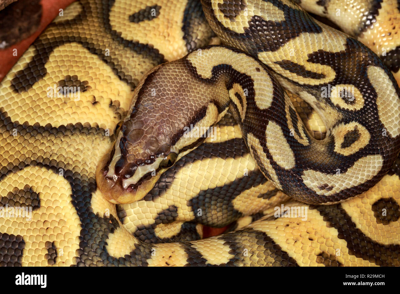 Ball python (Python regius Stock Photo - Alamy