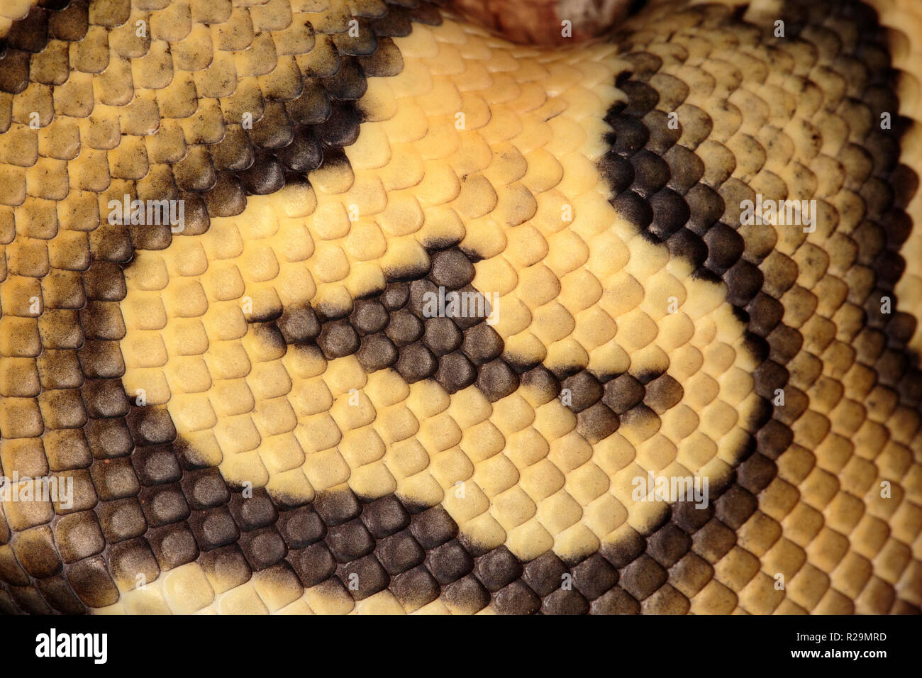 Python constrictor hi-res stock photography and images - Alamy
