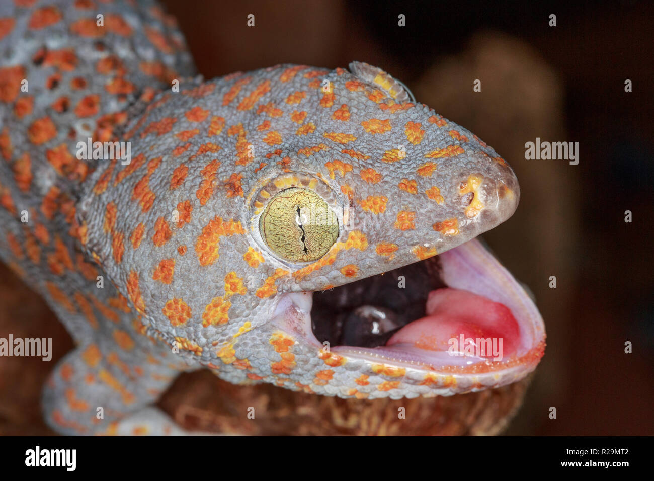 Orange-spotted Tokay Gecko (Gekko gecko) Stock Photo