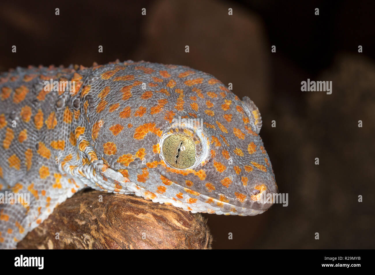 Orange-spotted Tokay Gecko (Gekko gecko) Stock Photo