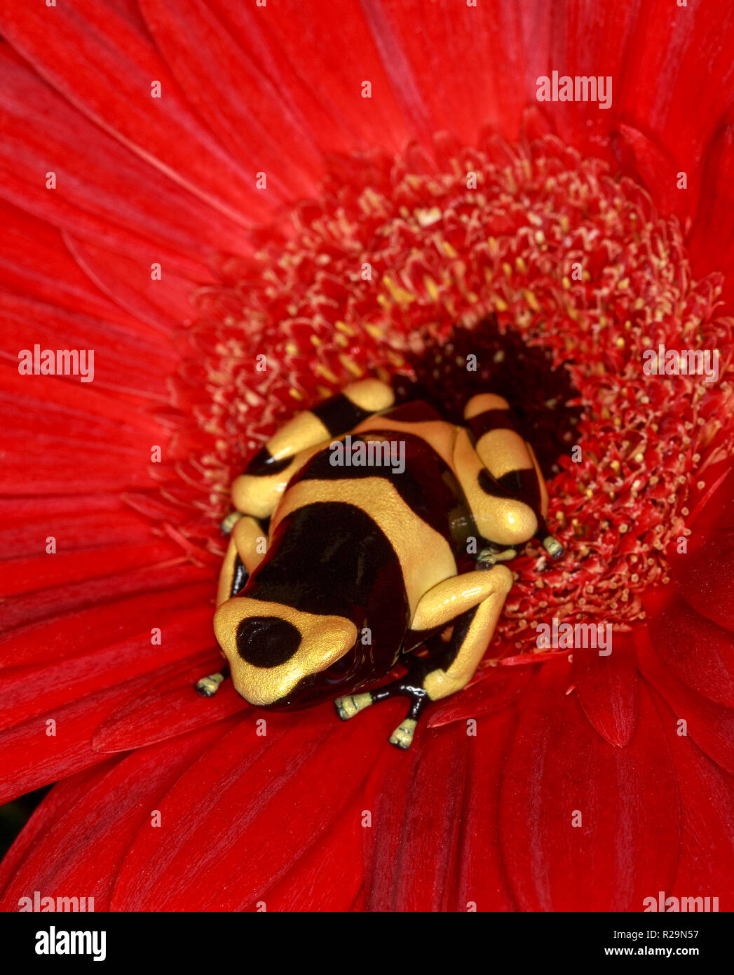 Yellow Banded Poison Frog (Dendrobates leucomelas)  on red flower (gerbera daisy) Stock Photo
