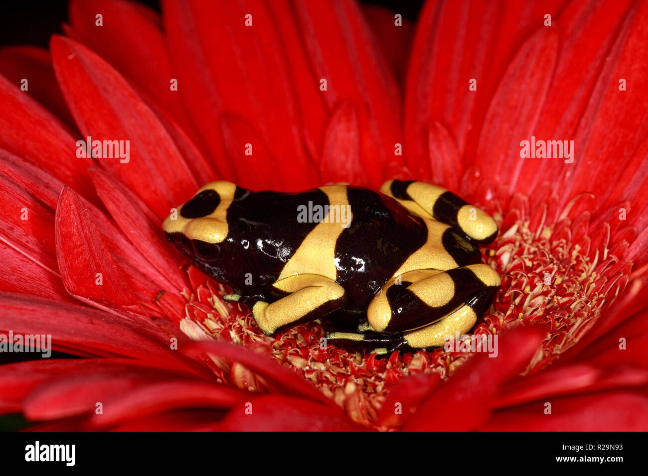 Yellow Banded Poison Frog (Dendrobates leucomelas)  on red flower (gerbera daisy) Stock Photo