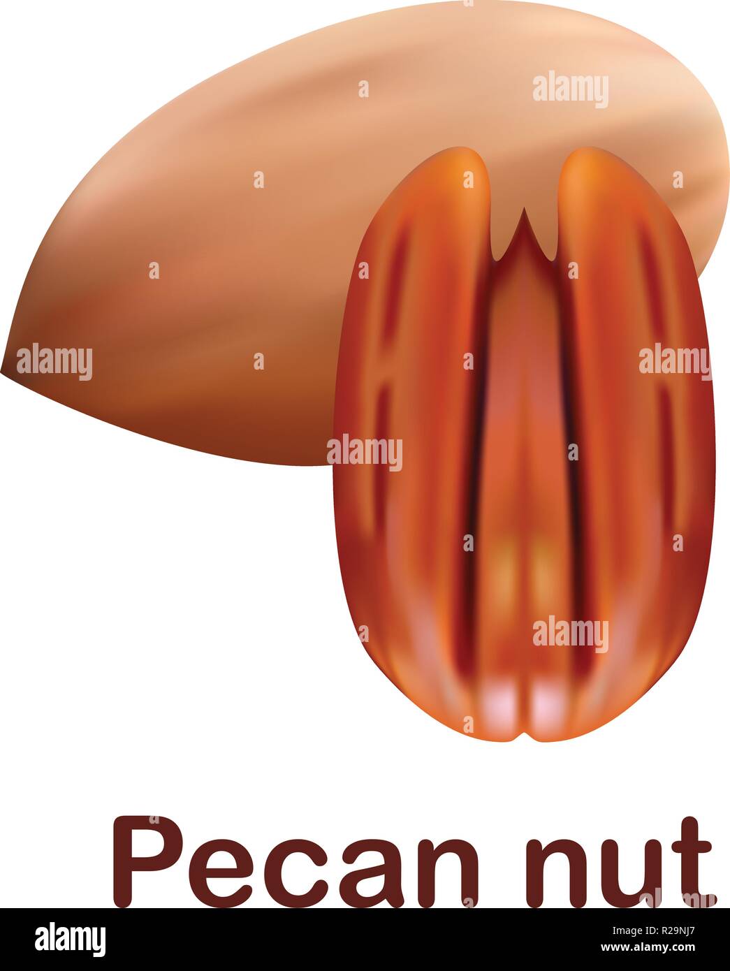 Pecan nut icon. Realistic illustration of pecan nut vector icon for web