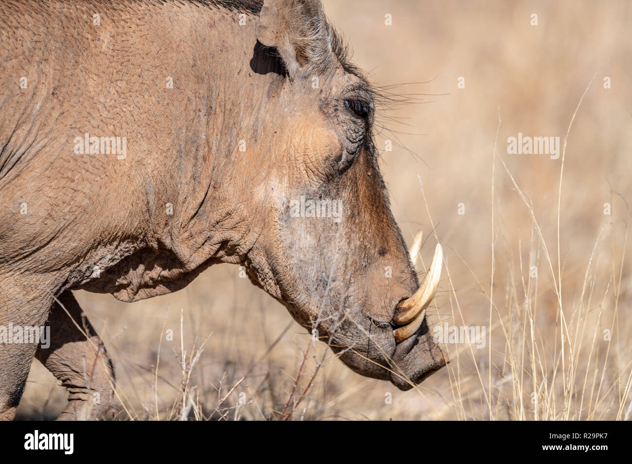 Common warthog (Phacochoeerus africanus) in Kenya, eastern Africa Stock Photo