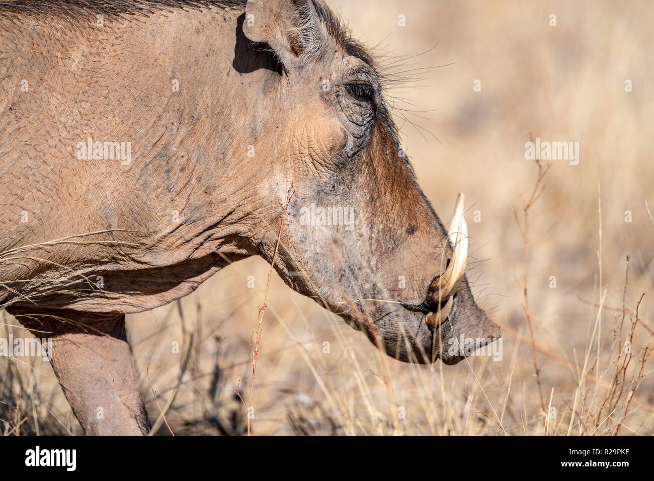 Common warthog (Phacochoeerus africanus) in Kenya, eastern Africa Stock Photo