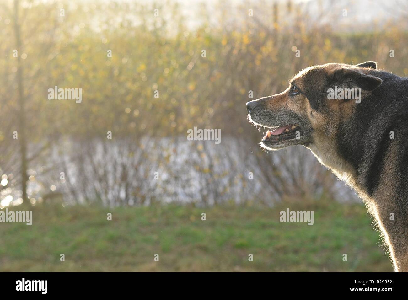 old dog relaxes in autumn nature Stock Photo