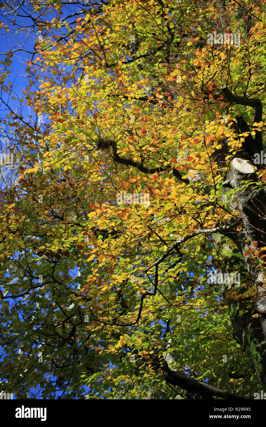 autumn colored trees/leaves, county kerry, irerland Stock Photo